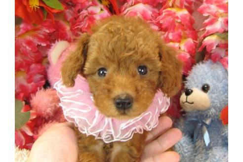 成約済の茨城県のトイプードル-22725の1枚目