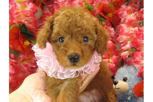 成約済の茨城県のトイプードル-22725の2枚目