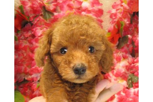 成約済の茨城県のトイプードル-22725の3枚目