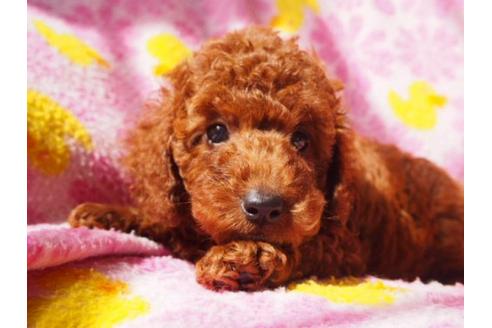 成約済の茨城県のトイプードル-22753の3枚目