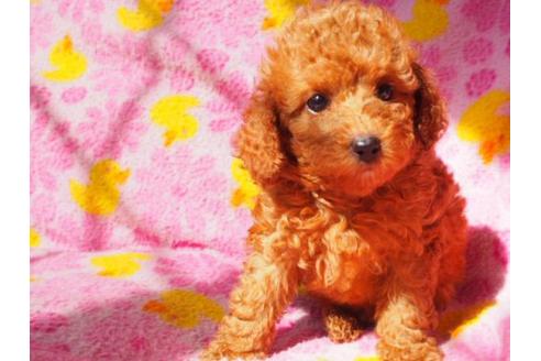 成約済の茨城県のトイプードル-22754の2枚目