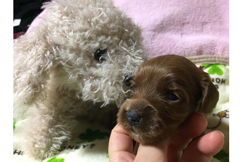成約済の福岡県のトイプードル-22757の4枚目