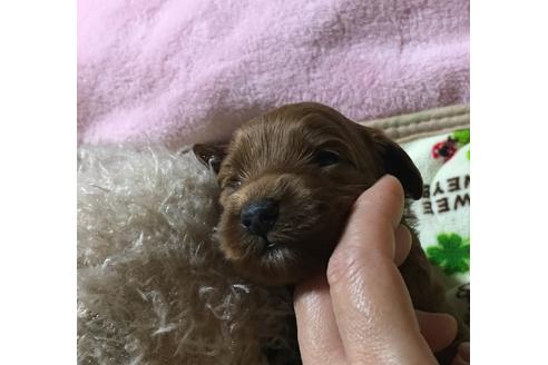 成約済の福岡県のトイプードル-22757の1枚目