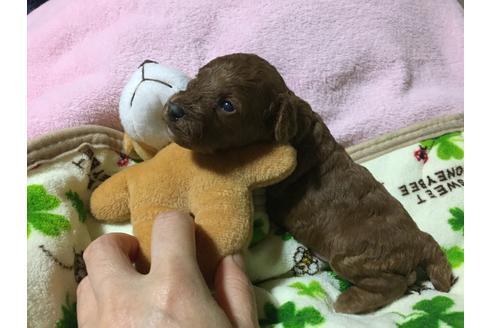 成約済の福岡県のトイプードル-22758の5枚目