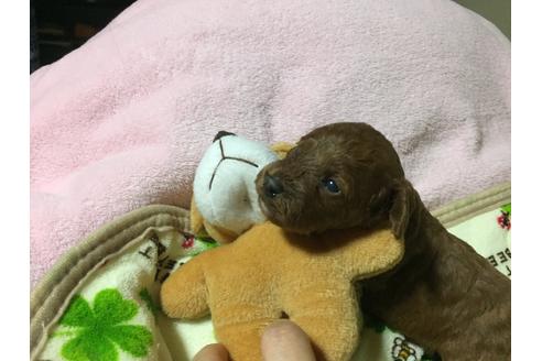 成約済の福岡県のトイプードル-22758の4枚目