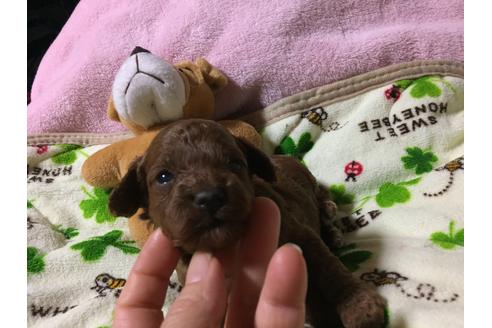 成約済の福岡県のトイプードル-22758の3枚目