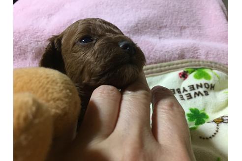 成約済の福岡県のトイプードル-22758の2枚目