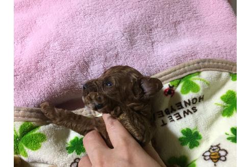 成約済の福岡県のトイプードル-22758の1枚目