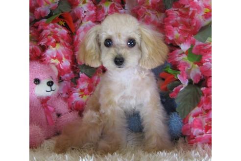 成約済の茨城県のトイプードル-22775の1枚目