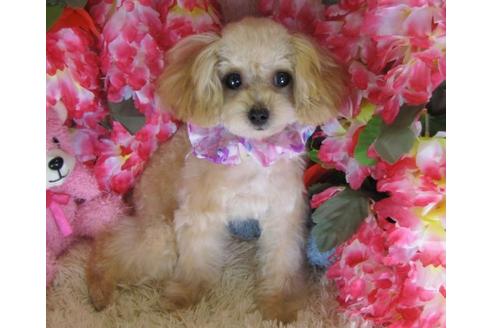 成約済の茨城県のトイプードル-22775の2枚目