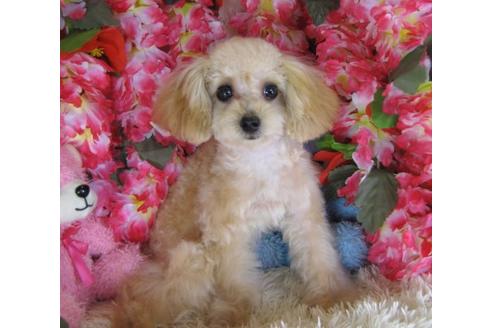 成約済の茨城県のトイプードル-22775の3枚目