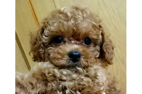 成約済の愛知県のトイプードル-22283の5枚目