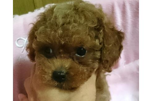 成約済の愛知県のトイプードル-22283の4枚目