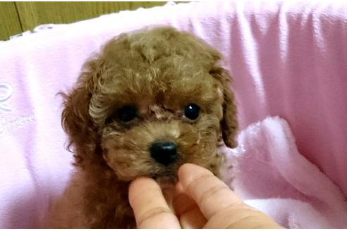 成約済の愛知県のトイプードル-22283の3枚目