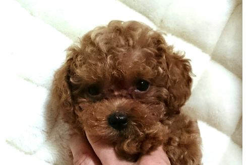 成約済の愛知県のトイプードル-22283の2枚目