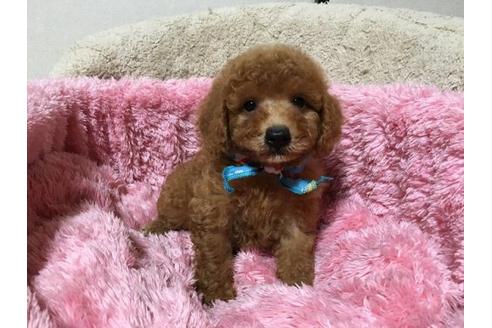 成約済の福岡県のトイプードル-22792の1枚目