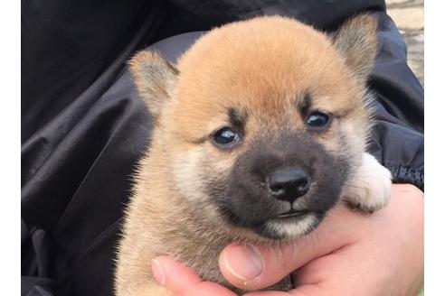 成約済の長崎県の柴犬-22799の1枚目