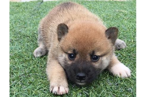 成約済の長崎県の柴犬-22799の2枚目