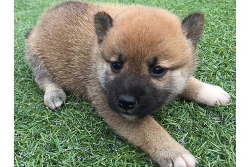 成約済の長崎県の柴犬-22799の3枚目