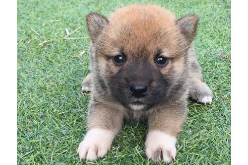 成約済の長崎県の柴犬-22802の1枚目