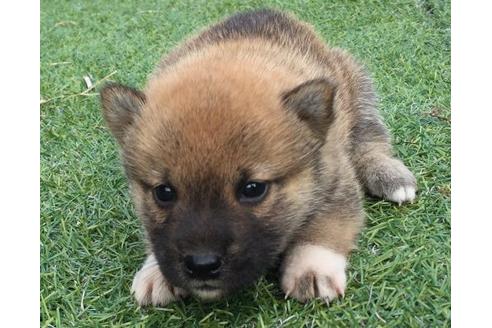 成約済の長崎県の柴犬-22802の2枚目