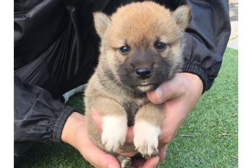 成約済の長崎県の柴犬-22802の3枚目