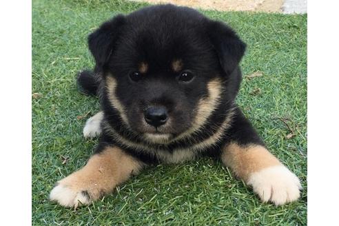 成約済の長崎県の柴犬-22803の1枚目