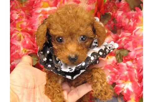 成約済の茨城県のトイプードル-22808の1枚目