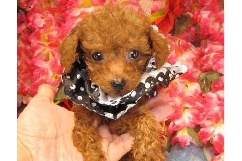 成約済の茨城県のトイプードル-22808の2枚目