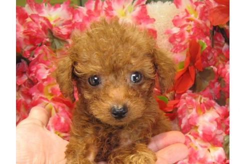 成約済の茨城県のトイプードル-22808の3枚目