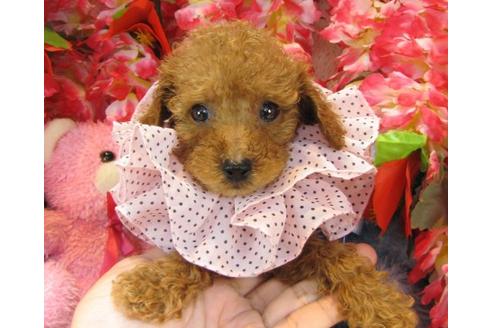 成約済の茨城県のトイプードル-22809の1枚目