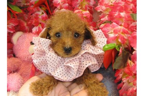 成約済の茨城県のトイプードル-22809の2枚目