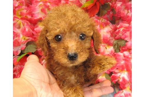 成約済の茨城県のトイプードル-22809の3枚目