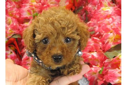 成約済の茨城県のトイプードル-22810の1枚目