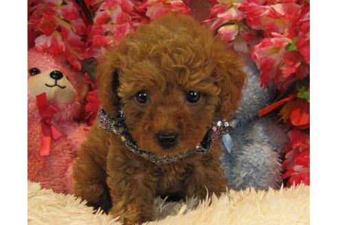 成約済の茨城県のトイプードル-22810の2枚目