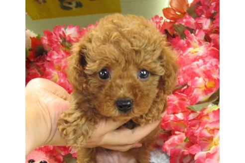 成約済の茨城県のトイプードル-22810の3枚目