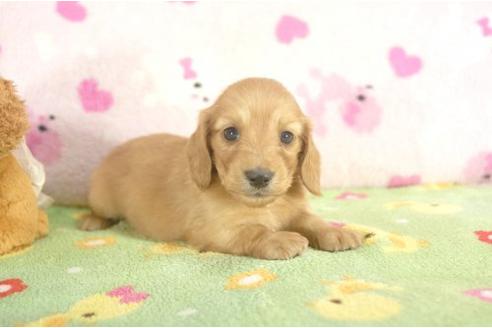 成約済の兵庫県のミニチュアダックスフンド-22838の3枚目
