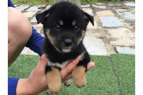 成約済の長崎県の柴犬-20495の1枚目