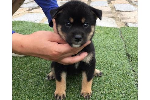 成約済の長崎県の柴犬-20495の2枚目