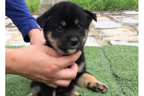 成約済の長崎県の柴犬-20495の3枚目