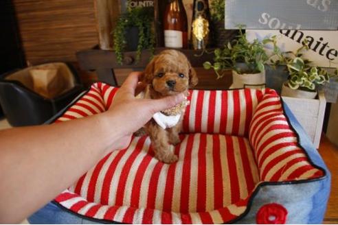 成約済の埼玉県のトイプードル-22848の1枚目