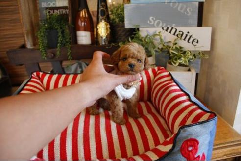 成約済の埼玉県のトイプードル-22848の2枚目