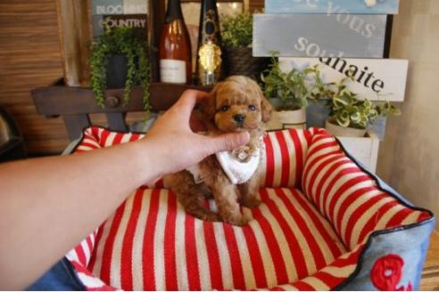 成約済の埼玉県のトイプードル-22848の3枚目