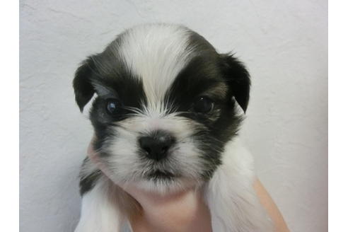 成約済の福岡県のシーズー-22932の3枚目