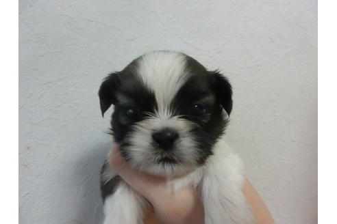 成約済の福岡県のシーズー-22932の2枚目