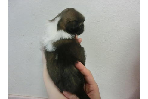 成約済の福岡県のシーズー-22932の1枚目