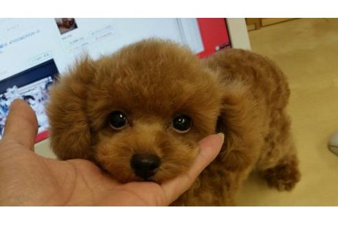 成約済の兵庫県のトイプードル-22934の2枚目
