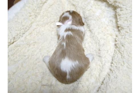 成約済の埼玉県のキャバリアキングチャールズスパニエル-22990の3枚目