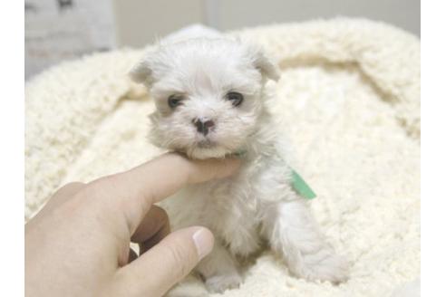成約済の埼玉県のマルチーズ-22995の1枚目