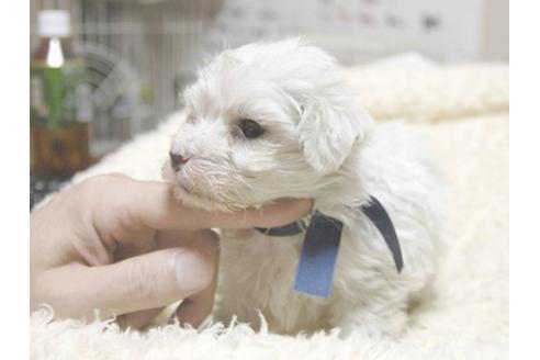 成約済の埼玉県のマルチーズ-22998の2枚目